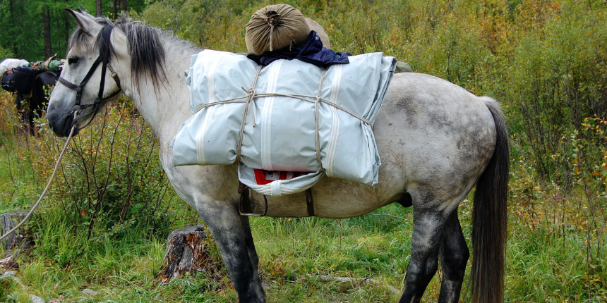 cavalo de carga